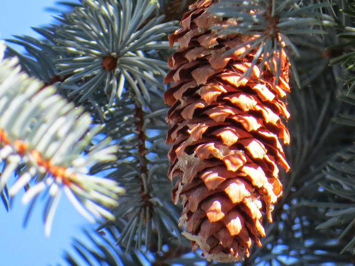 Blue Spruce   100 Seeds   Picea pungens