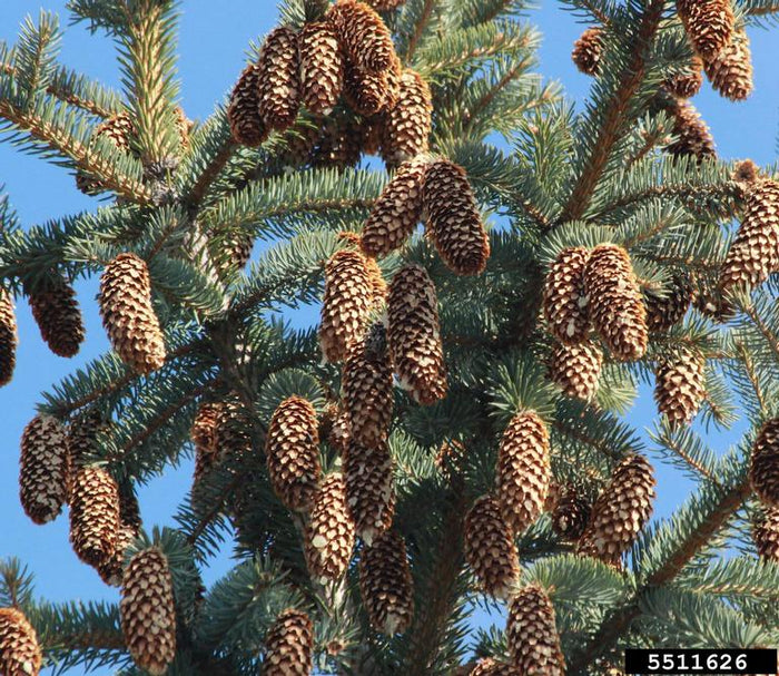 Blue Spruce   100 Seeds   Picea pungens