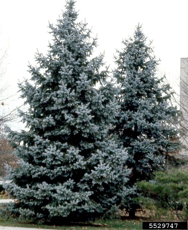 Blue Spruce   100 Seeds   Picea pungens
