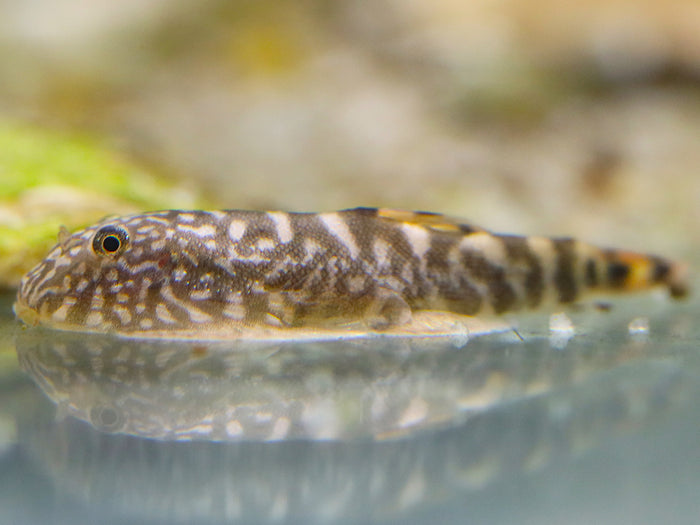 Blue Tail Borneo Loach (Gastromyzon ornaticauda)