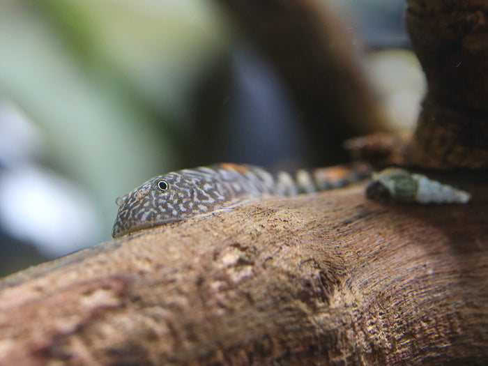Blue Tail Borneo Loach (Gastromyzon ornaticauda)
