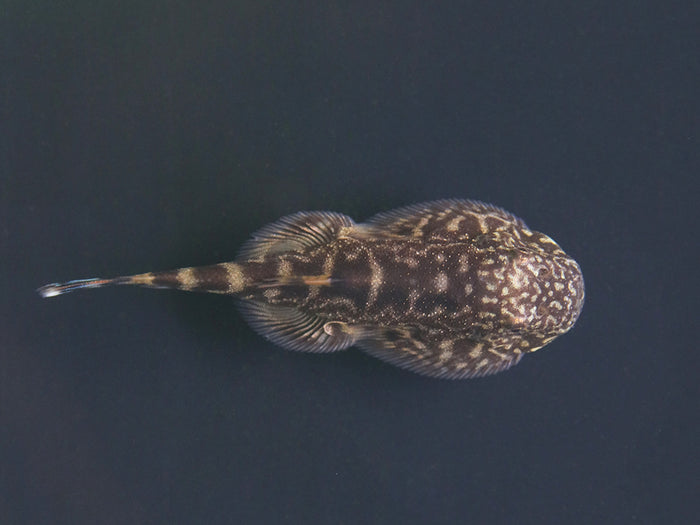 Blue Tail Borneo Loach (Gastromyzon ornaticauda)