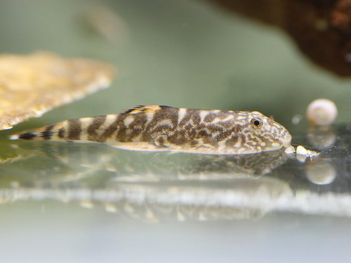 Blue Tail Borneo Loach (Gastromyzon ornaticauda)