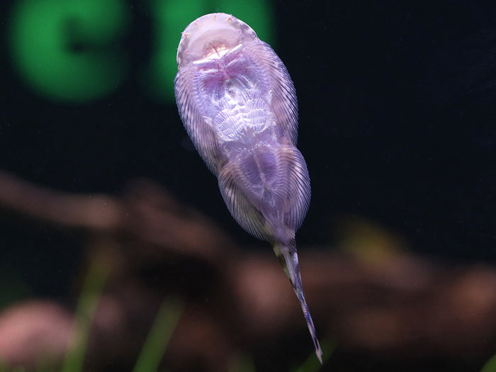 Blue Tail Borneo Loach (Gastromyzon ornaticauda)