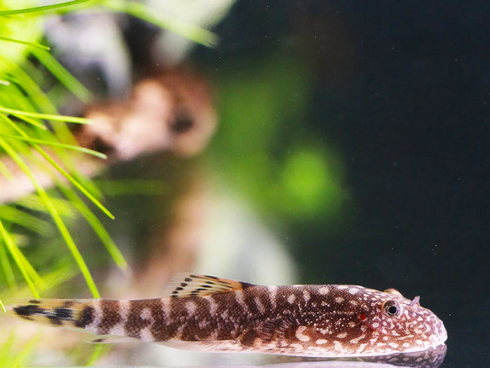 Blue Tail Borneo Loach (Gastromyzon ornaticauda)
