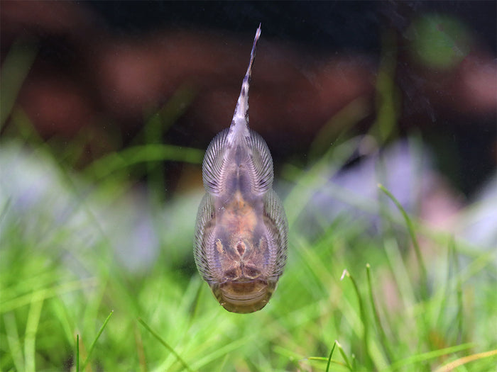Blue Tail Borneo Loach (Gastromyzon ornaticauda)