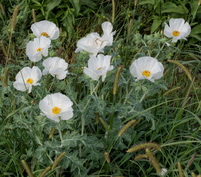 Bluestem Prickly Poppy  100 Seeds  Argemone polyanthemos