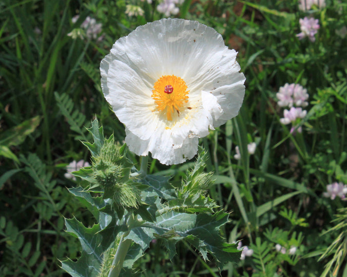 Bluestem Prickly Poppy  100 Seeds  Argemone polyanthemos