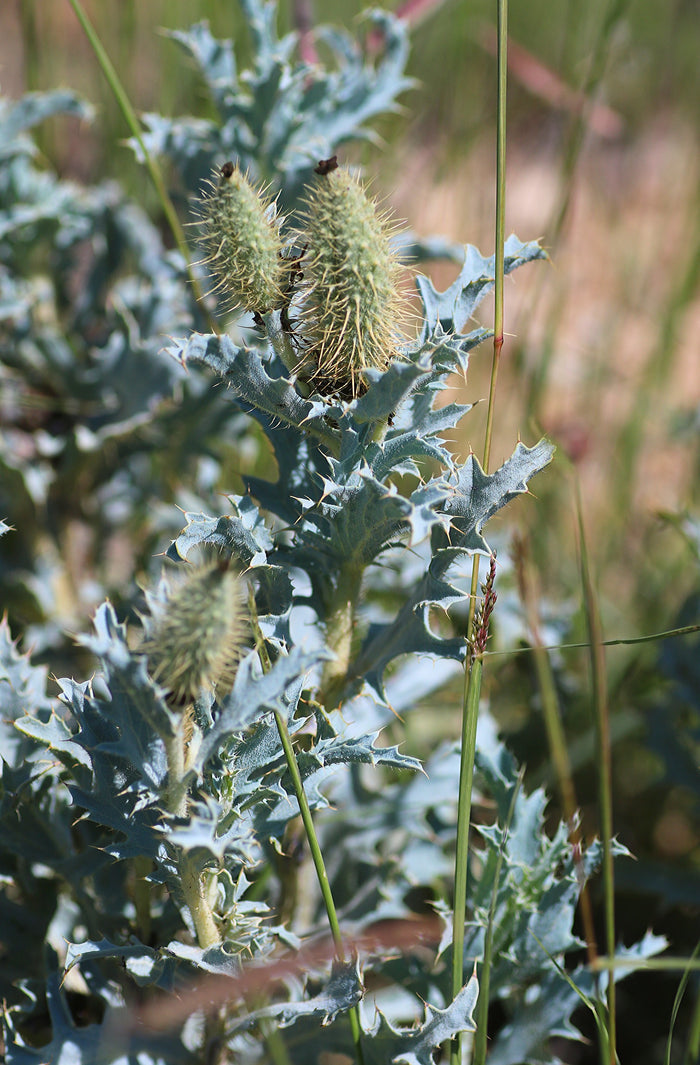 Bluestem Prickly Poppy  100 Seeds  Argemone polyanthemos