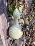 Bottle Gourd 10 Seeds Cucurbita pepo