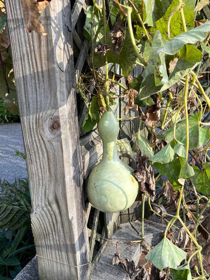 Bottle Gourd 10 Seeds Cucurbita pepo