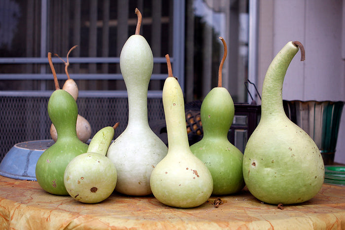 Bottle Gourd 10 Seeds Cucurbita pepo