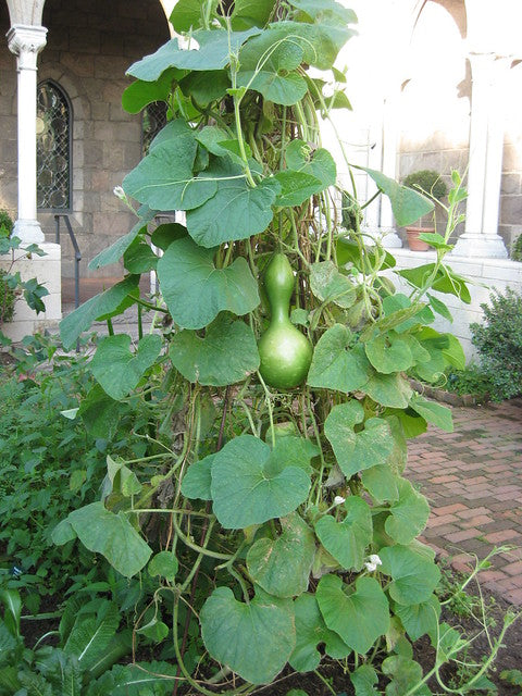 Bottle Gourd 10 Seeds Cucurbita pepo