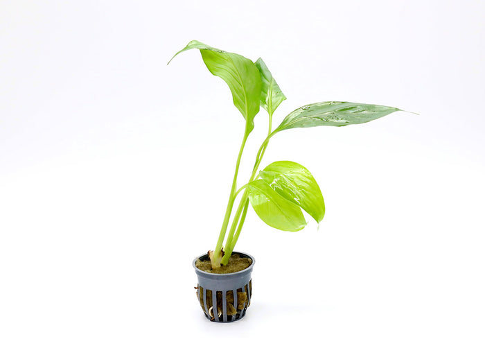 Brazilian Sword (Spathiphyllum sp.)
