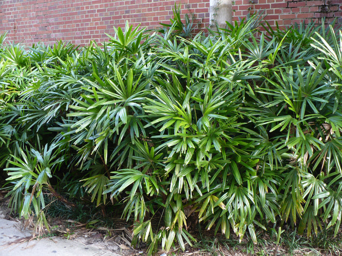 Broadleaf Lady Palm   5 Seeds   Rhapis excelsa