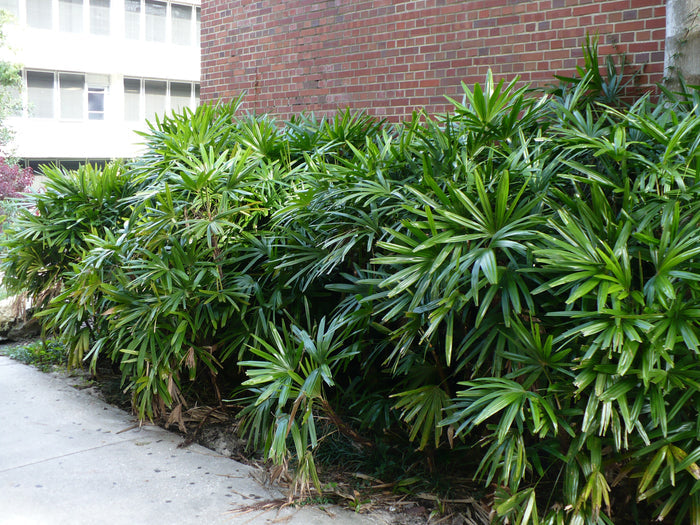 Broadleaf Lady Palm   5 Seeds   Rhapis excelsa