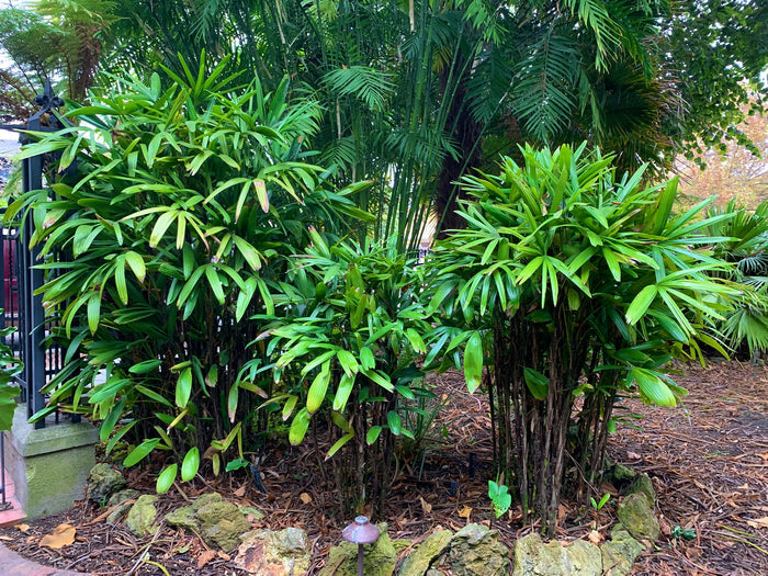 Broadleaf Lady Palm   5 Seeds   Rhapis excelsa
