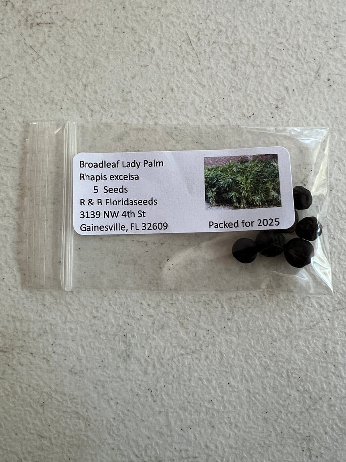 Broadleaf Lady Palm   5 Seeds   Rhapis excelsa