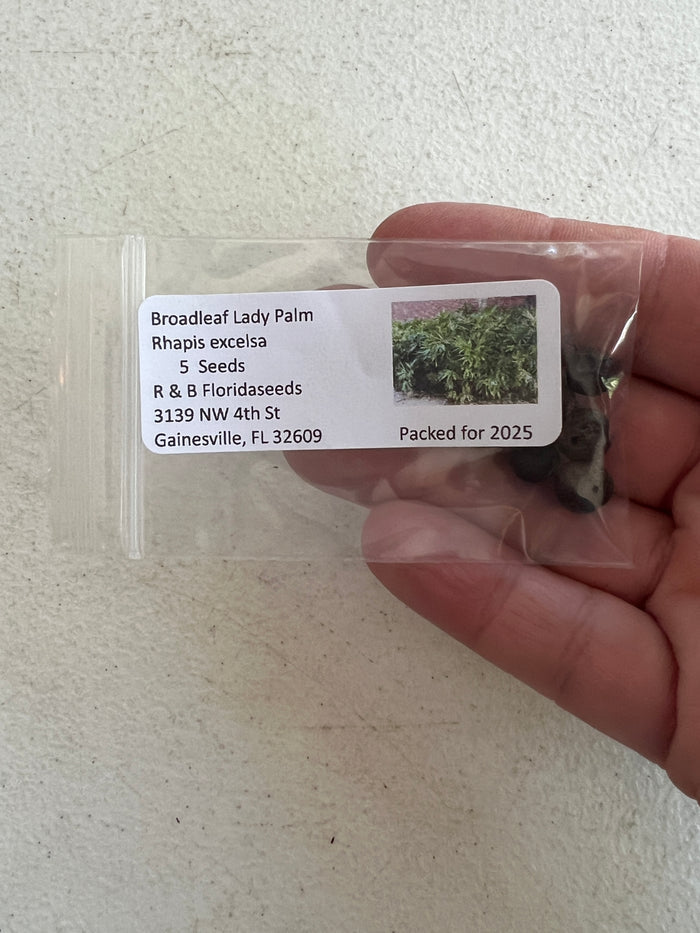 Broadleaf Lady Palm   5 Seeds   Rhapis excelsa