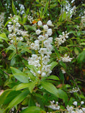Buckwheat Tree  Cliftonia monophylla 10 Seeds