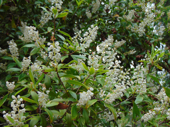 Buckwheat Tree  Cliftonia monophylla 10 Seeds