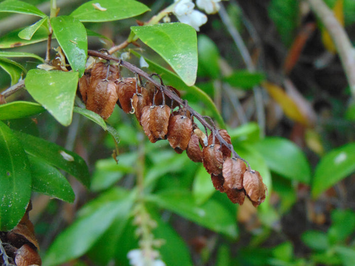 Buckwheat Tree  Cliftonia monophylla 10 Seeds