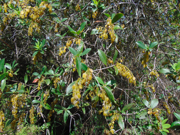 Buckwheat Tree  Cliftonia monophylla 10 Seeds