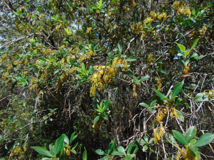Buckwheat Tree  Cliftonia monophylla 10 Seeds