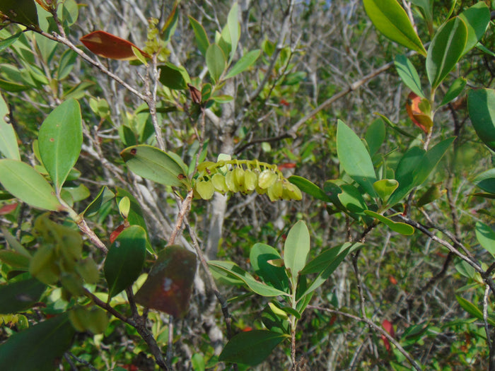 Buckwheat Tree  Cliftonia monophylla 10 Seeds