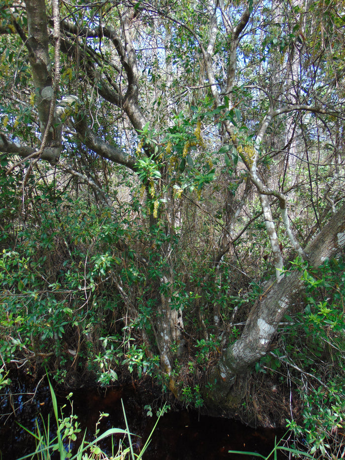 Buckwheat Tree  Cliftonia monophylla 10 Seeds