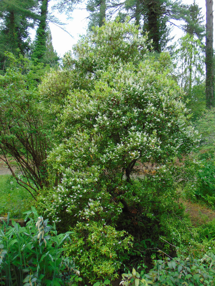 Buckwheat Tree  Cliftonia monophylla 10 Seeds
