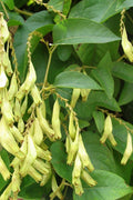 Buckwheat Vine 10 Seeds Brunnichia ovata