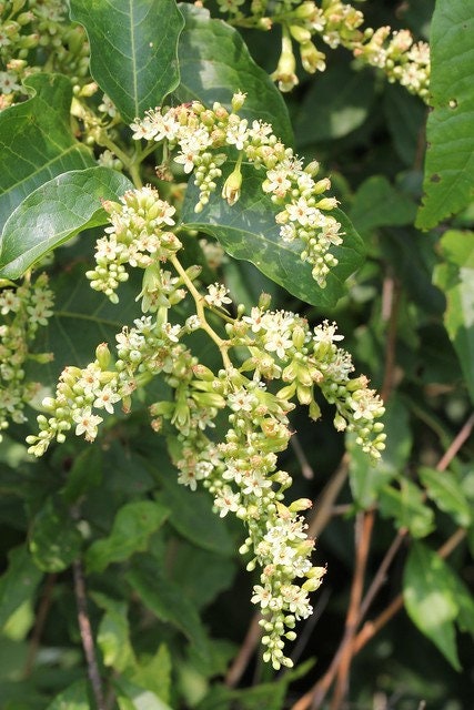Buckwheat Vine 10 Seeds Brunnichia ovata