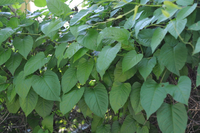 Buckwheat Vine 10 Seeds Brunnichia ovata