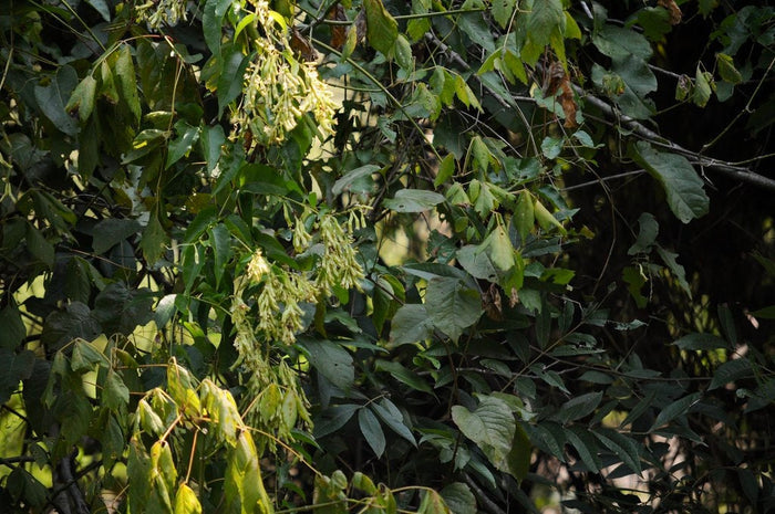 Buckwheat Vine 10 Seeds Brunnichia ovata