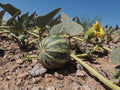Buffalo Gourd   10 Seeds   Cucurbita foetidissima