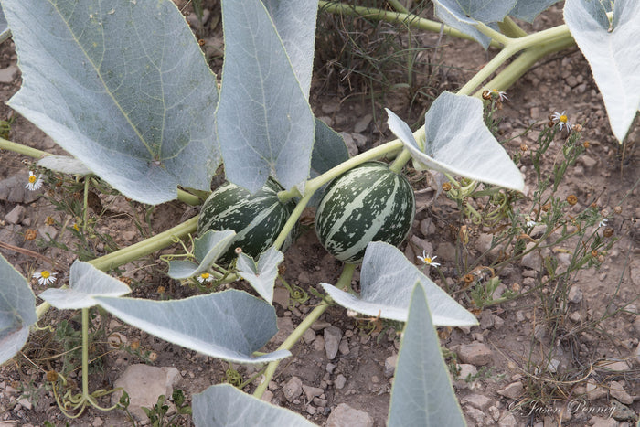 Buffalo Gourd   10 Seeds   Cucurbita foetidissima