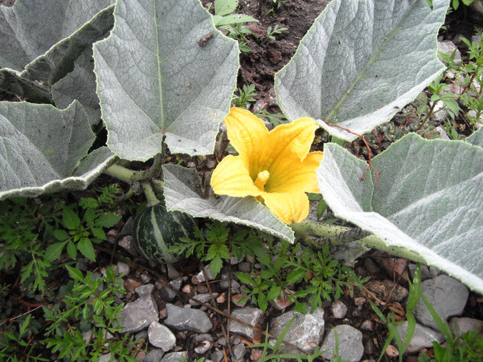 Buffalo Gourd   10 Seeds   Cucurbita foetidissima