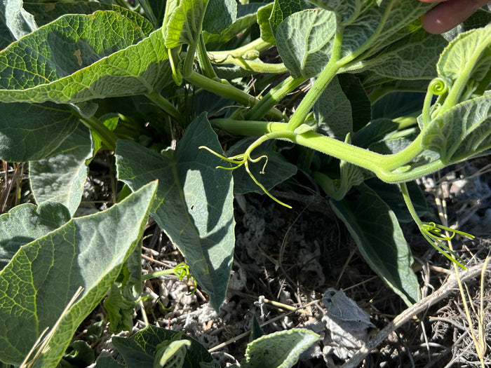 Buffalo Gourd   10 Seeds   Cucurbita foetidissima