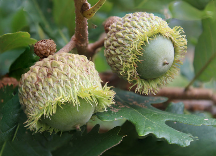 Bur Oak  5 Seeds  Mossycup Oak  Quercus macrocarpa