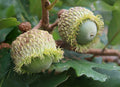 Bur Oak  5 Seeds  Mossycup Oak  Quercus macrocarpa