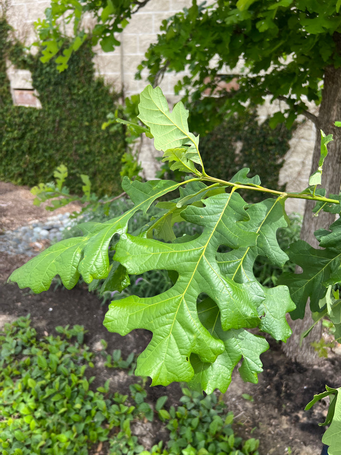 Bur Oak  5 Seeds  Mossycup Oak  Quercus macrocarpa