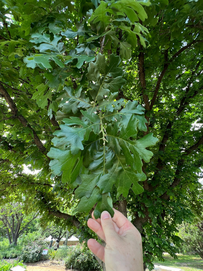 Bur Oak  5 Seeds  Mossycup Oak  Quercus macrocarpa