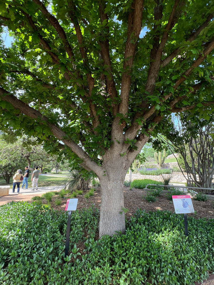 Bur Oak  5 Seeds  Mossycup Oak  Quercus macrocarpa