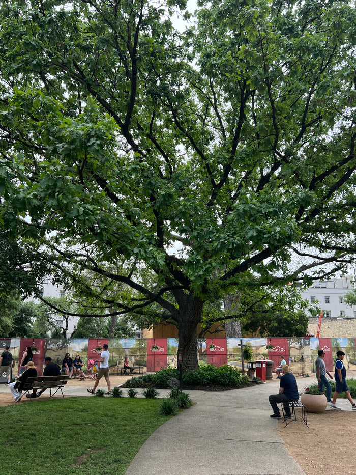 Bur Oak  5 Seeds  Mossycup Oak  Quercus macrocarpa