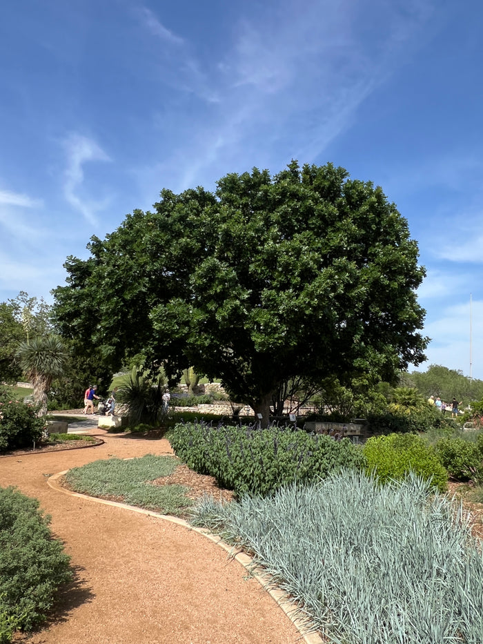 Bur Oak  5 Seeds  Mossycup Oak  Quercus macrocarpa