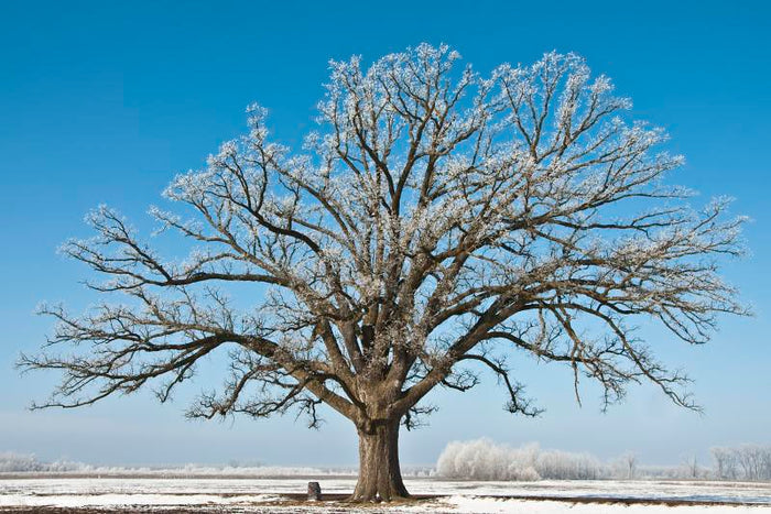 Bur Oak  5 Seeds  Mossycup Oak  Quercus macrocarpa