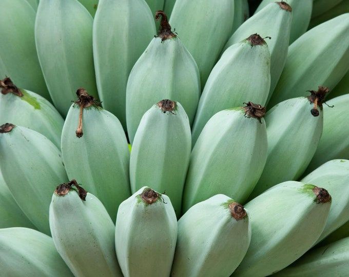 Burmese Blue  5 Seeds  Musa itinerans