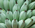 Burmese Blue  5 Seeds  Musa itinerans