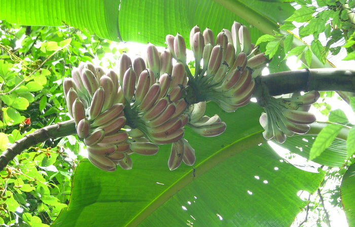 Burmese Blue  5 Seeds  Musa itinerans